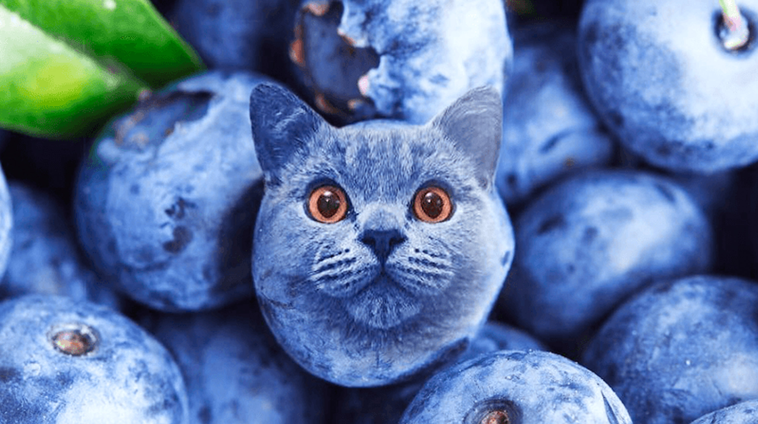 Blue Smurf Cat