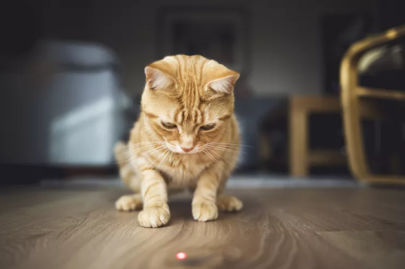 A cat chasing a laser pointer dot